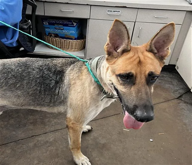 An adult large-sized male Mixed Breed dog named Dexter for adoption in Dallas, TX