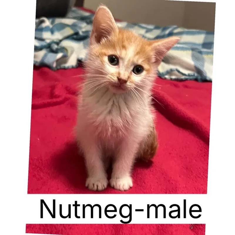 A baby medium-sized male Domestic Short Hair cat named Nutmeg for adoption in Sherman, IL
