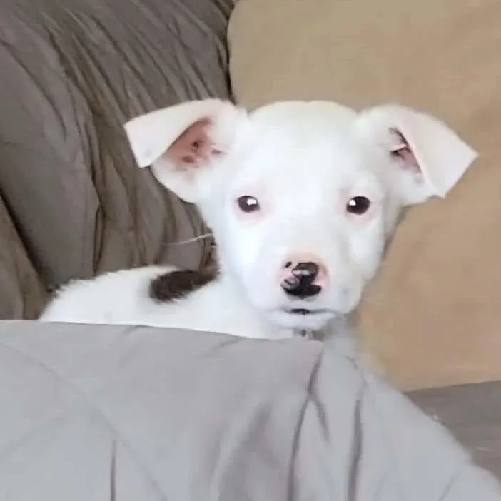 A baby medium-sized male White / Cream Australian Cattle Dog / Blue Heeler named Percy for adoption in West Richland, WA