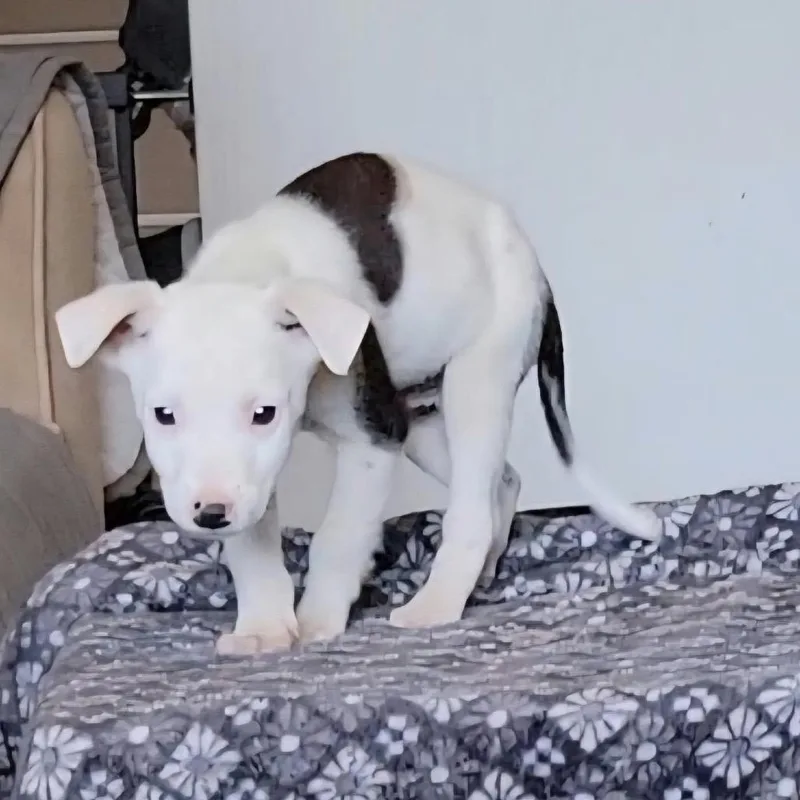 Percy thumbnail 3