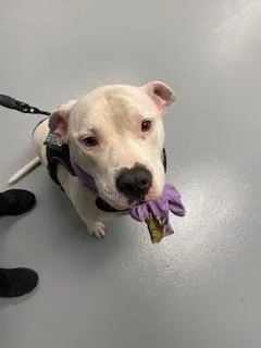 An adult extra large-sized male Pit Bull Terrier dog named Marshall for adoption in Saint Cloud, FL
