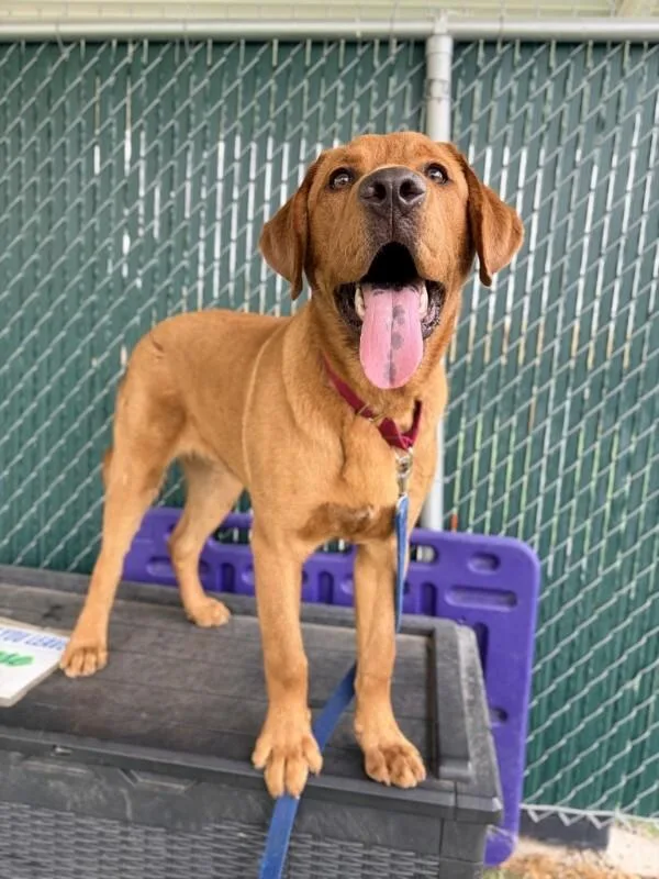 A young medium-sized male Red / Chestnut / Orange Labrador Retriever dog named Jupiter for adoption in Fruit Heights, UT