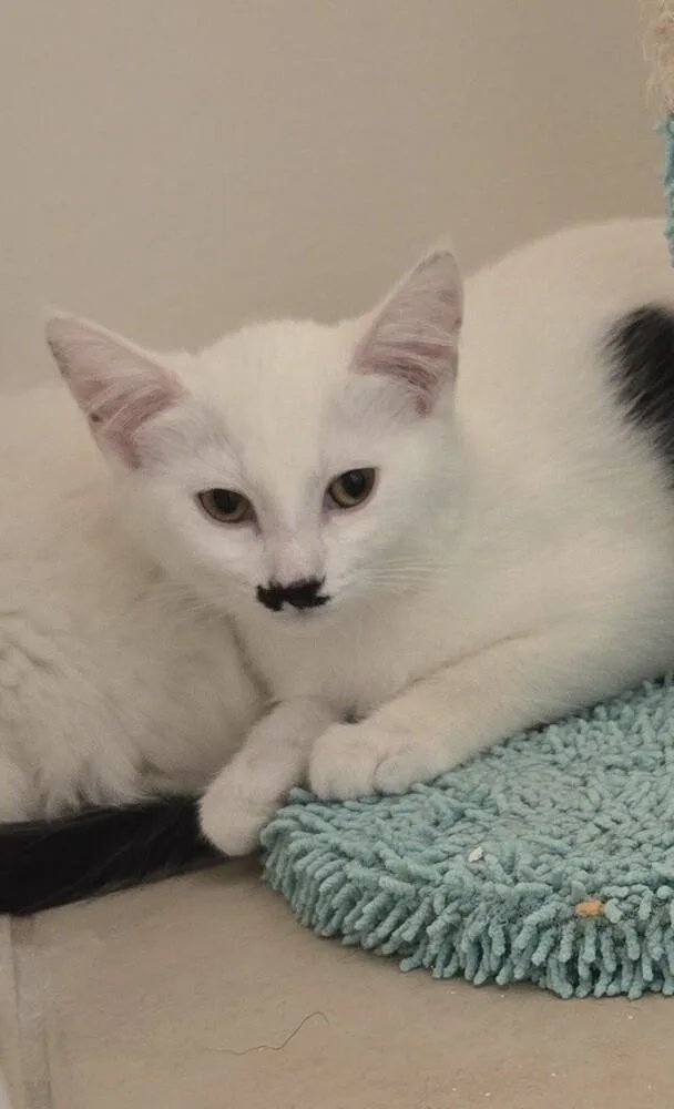 A baby small-sized female Black & White / Tuxedo Domestic Short Hair cat named Charlie for adoption in Chicago, IL