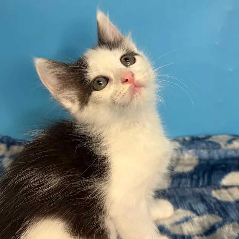 A baby small-sized female White Domestic Short Hair cat named Margot for adoption in San Antonio, TX