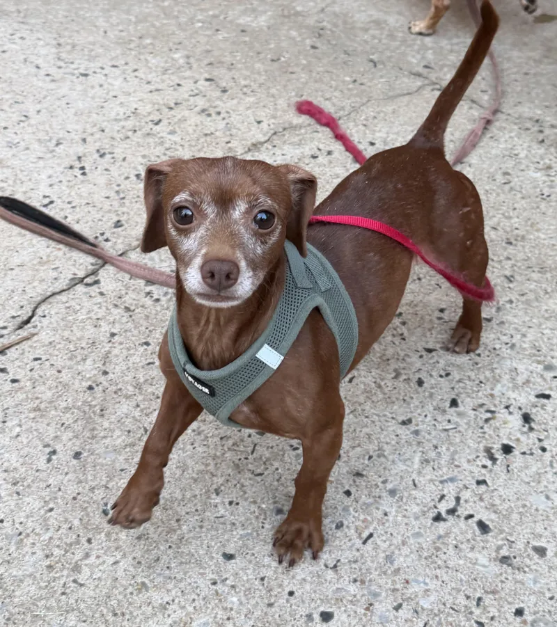An adult small-sized male Brown / Chocolate Dachshund dog named Marty for adoption in Kings Mountain, NC