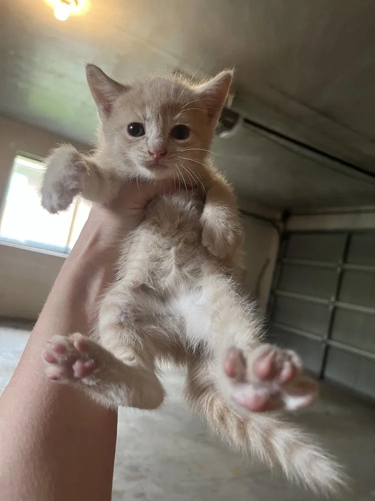 A baby small-sized female Domestic Short Hair cat named Molly for adoption in Ferndale, MI