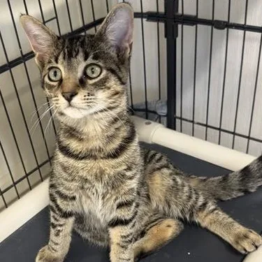 A young medium-sized male Tabby (Brown / Chocolate) Domestic Short Hair cat named Tazz for adoption in Manistee, MI