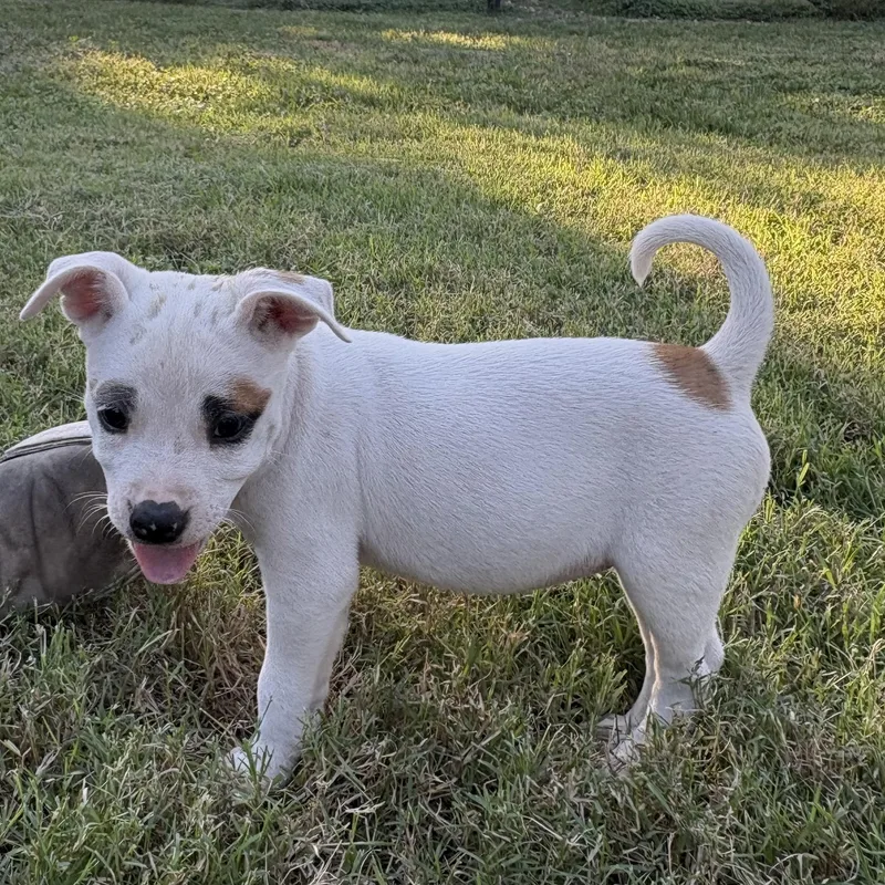 A baby small-sized female Pug dog named Sarah for adoption in Boerne, TX