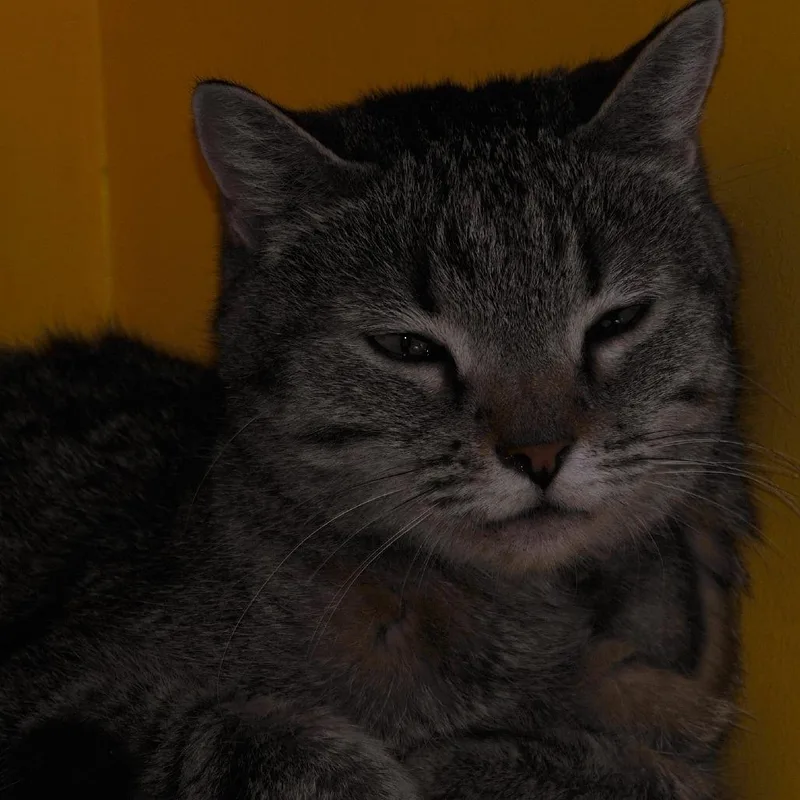 A senior medium-sized male Gray / Blue / Silver Domestic Short Hair cat named Valentino for adoption in Las Vegas, NV