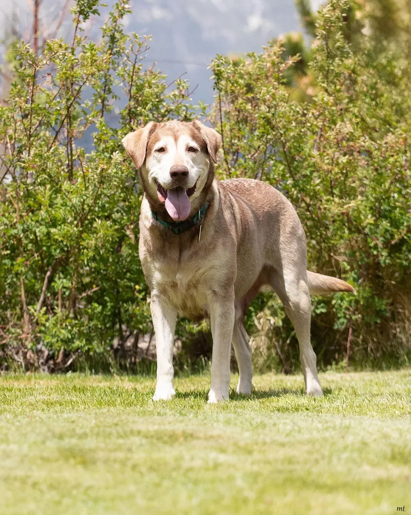 An adult large-sized female Yellow / Tan / Blond / Fawn Labrador Retriever dog named Nala for adoption in Washoe Valley, NV