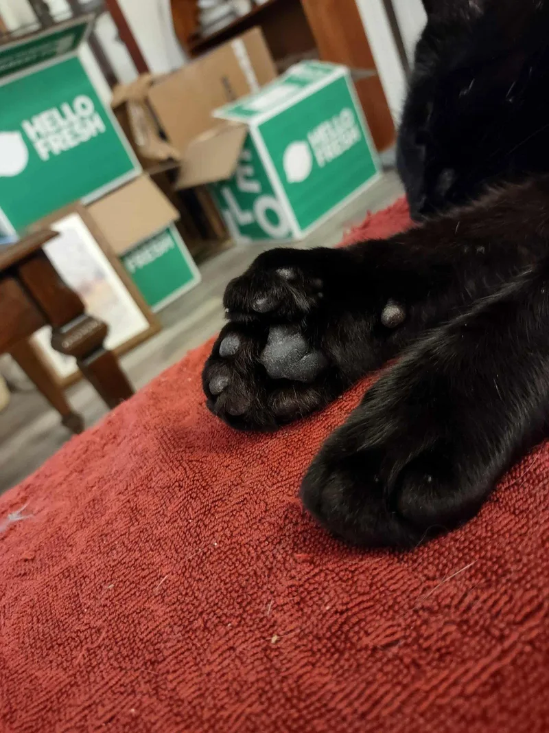 A young medium-sized male Black Domestic Short Hair cat named Specter for adoption in Somerville, MA