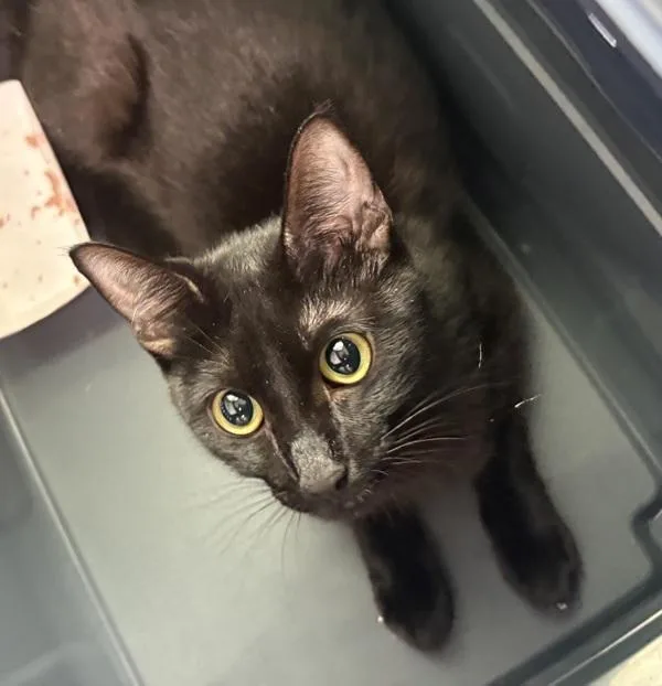 A young small-sized female Domestic Short Hair cat named Emmylou for adoption in Oceanside, CA