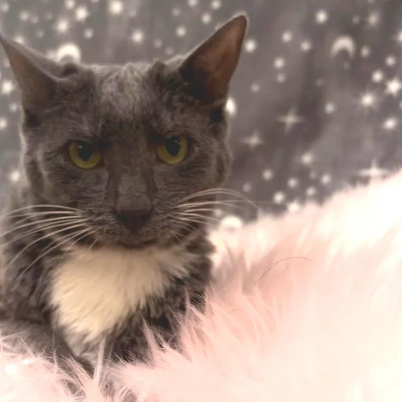 An adult medium-sized male Gray / Blue / Silver Domestic Short Hair cat named Kakashi for adoption in Deerfield, IL