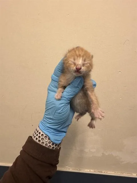 A baby small-sized male Domestic Short Hair cat named Spice for adoption in Miami, FL