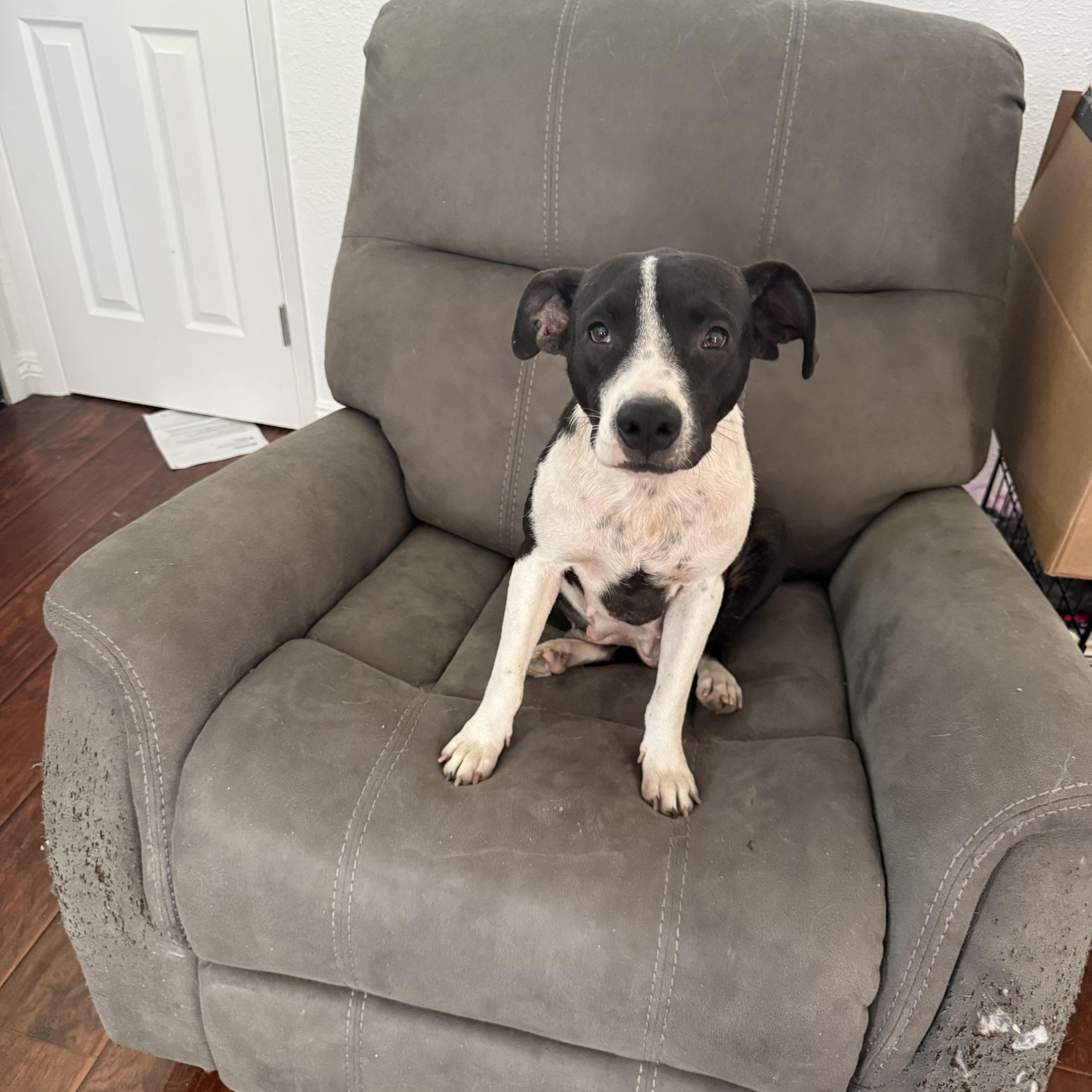 An adult medium-sized female Black Pit Bull Terrier dog named Hope for adoption in Fresno, CA