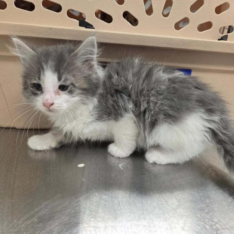 A baby small-sized female Black Domestic Short Hair cat named Microwave for adoption in Chattanooga, TN