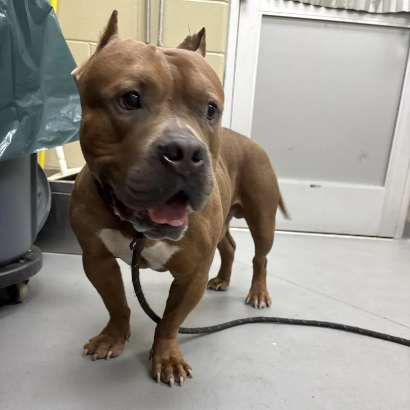 An adult large-sized male Brown / Chocolate Mixed Breed dog named StrayBoxRoad for adoption in Columbus, GA