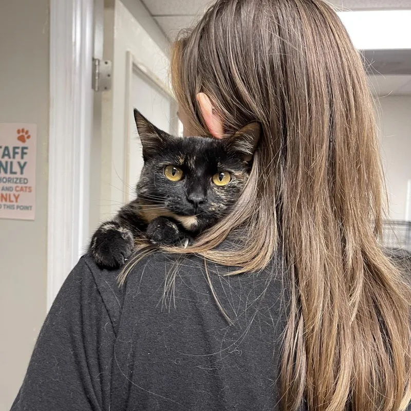 A senior medium-sized female Black Domestic Short Hair cat named Amber for adoption in Bloomington, IL