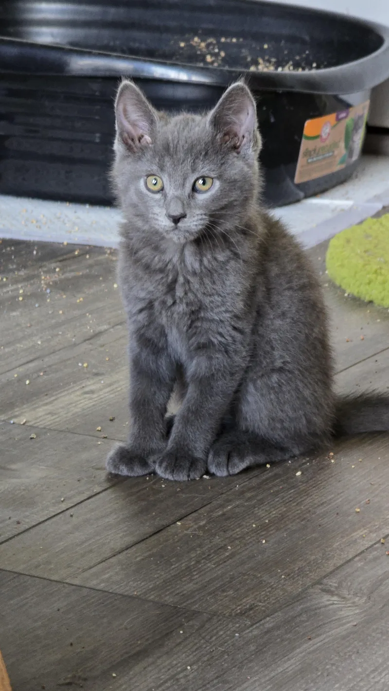 A baby small-sized male Domestic Short Hair cat named Oink for adoption in BREINIGSVILLE, PA