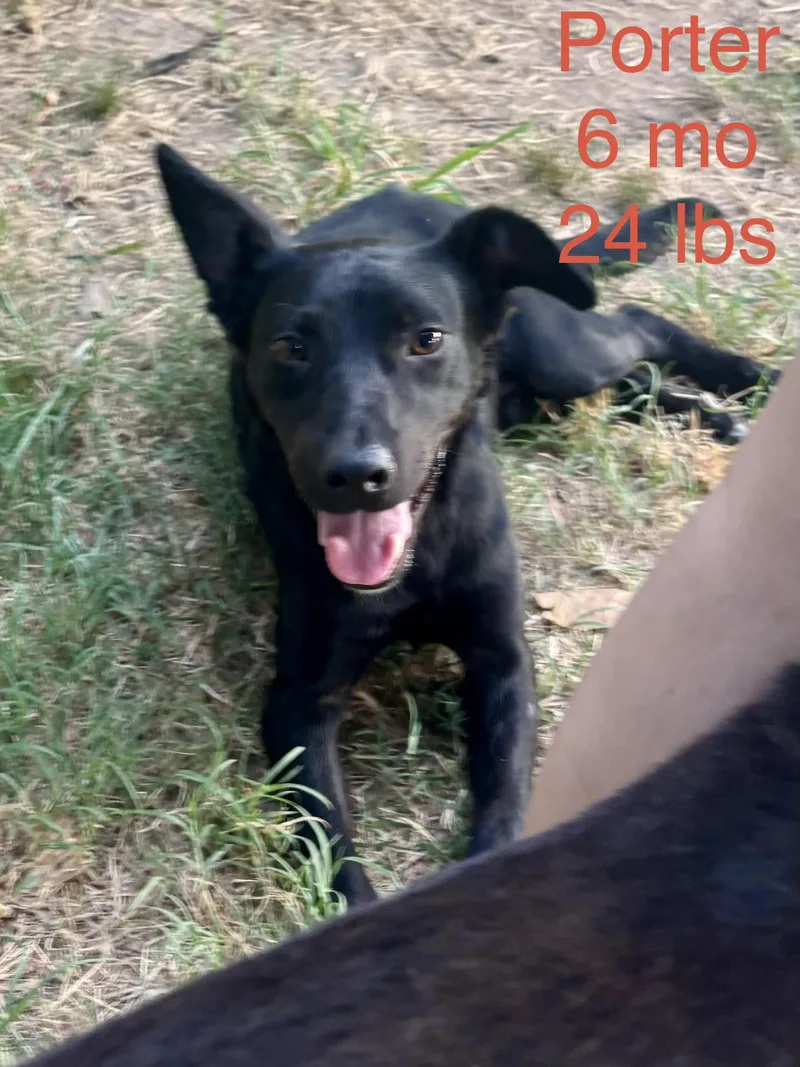 A young medium-sized male Dutch Shepherd dog named Porter for adoption in Welling, OK