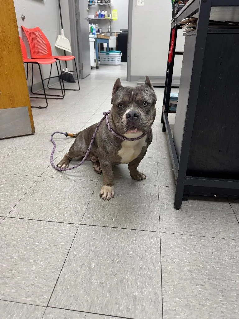 A young medium-sized male Pit Bull Terrier dog named Breeze for adoption in Sorrento, LA