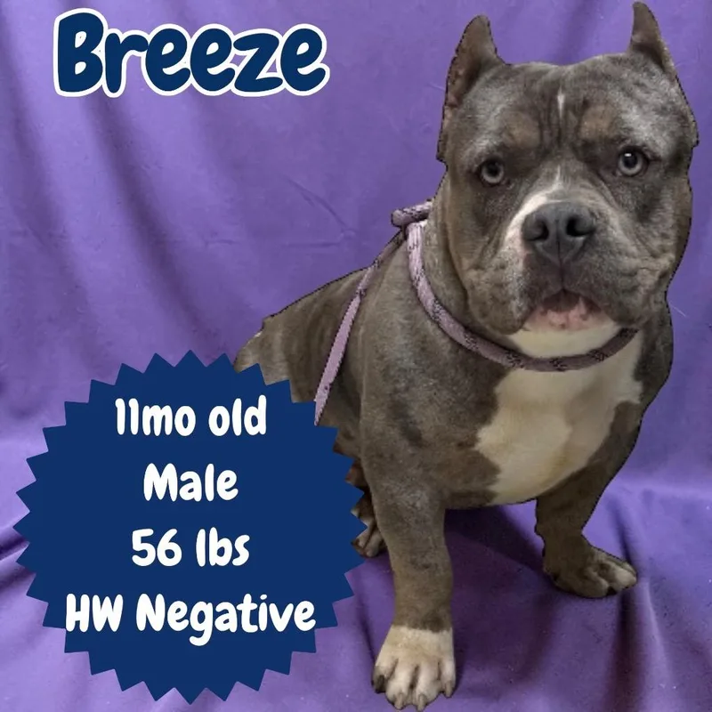Breeze thumbnail 2