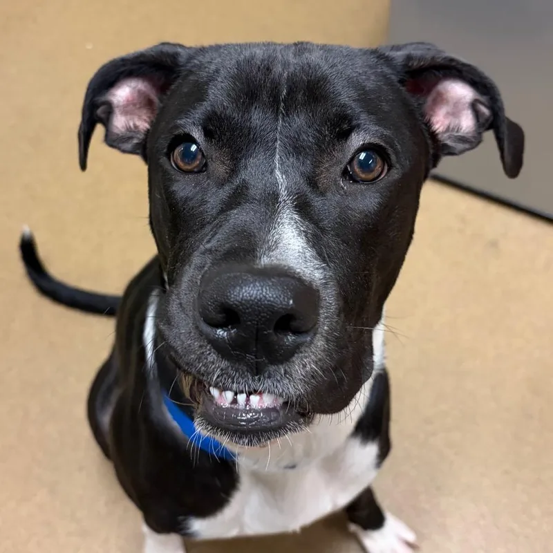 A young large-sized male Black Mixed Breed dog named Shadow for adoption in Chattanooga, TN