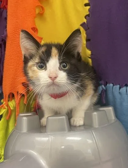 A baby small-sized female Domestic Short Hair cat named Michaelangela for adoption in Westland, MI