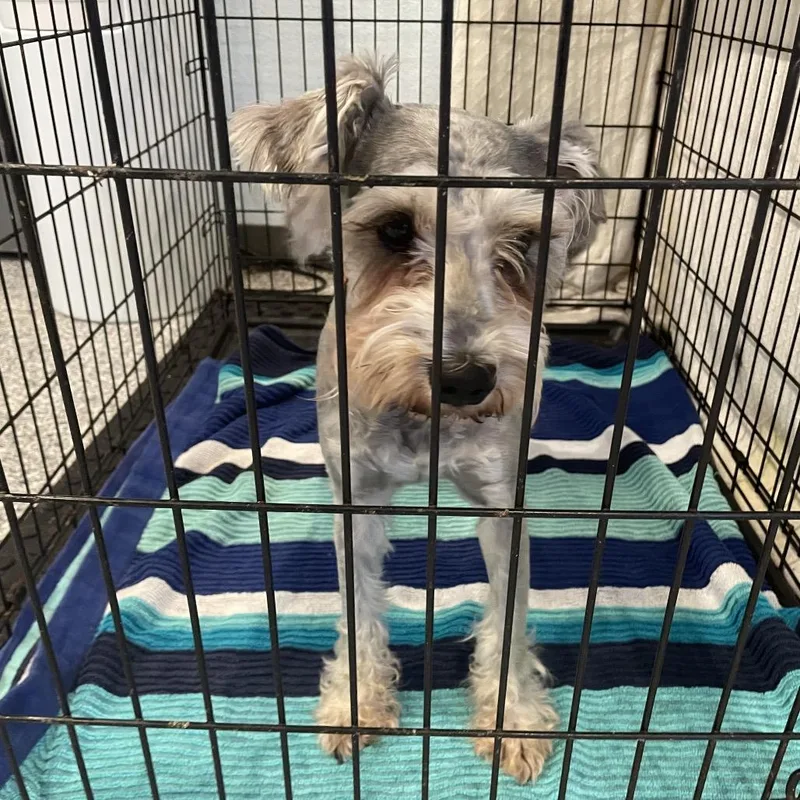 A young small-sized female Gray / Blue / Silver Schnauzer dog named Harper for adoption in Port Charlotte, FL