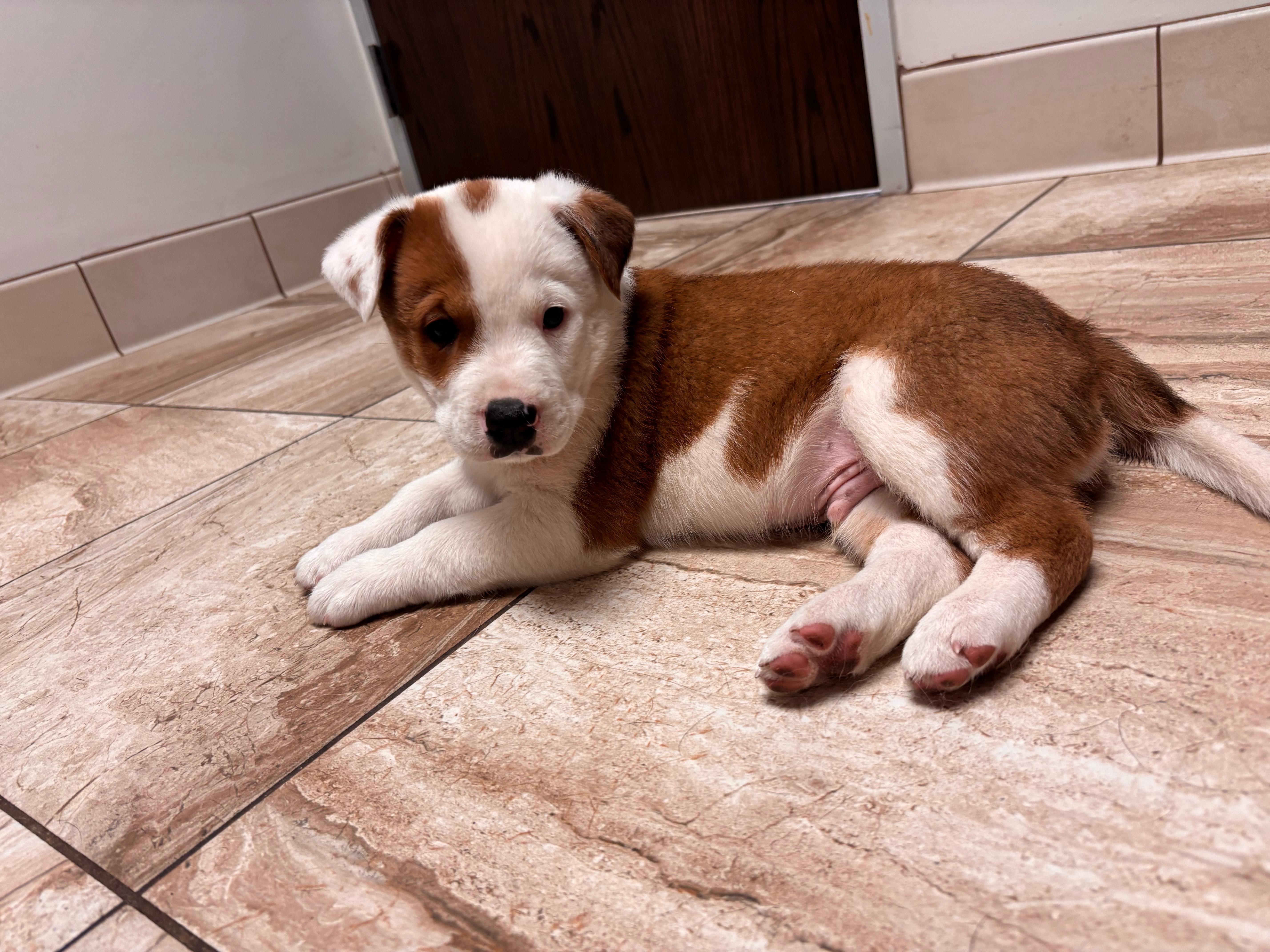 A baby medium-sized male Australian Cattle Dog / Blue Heeler dog named Forest for adoption in Pflugerville, TX
