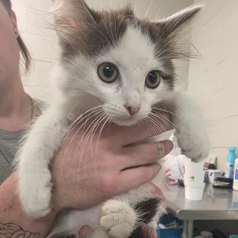 A baby small-sized female White Domestic Short Hair cat named Guinny for adoption in Clanton, AL