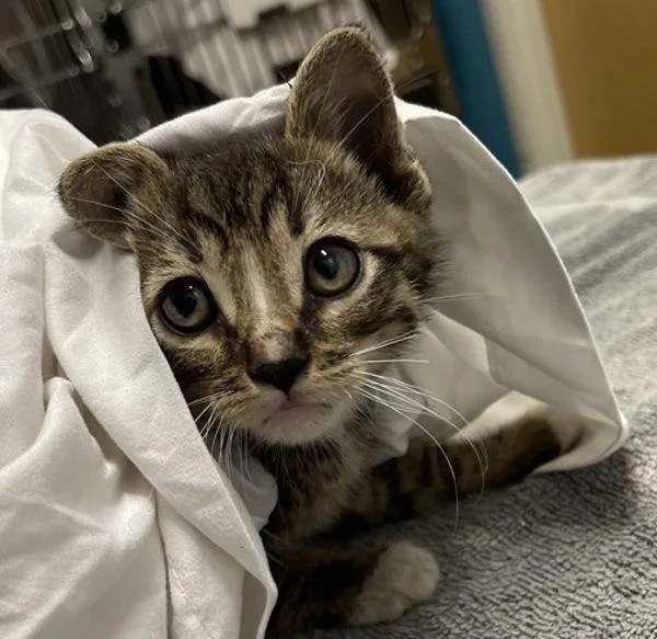 A baby small-sized male Domestic Short Hair cat named Bumblebee for adoption in Escondido, CA