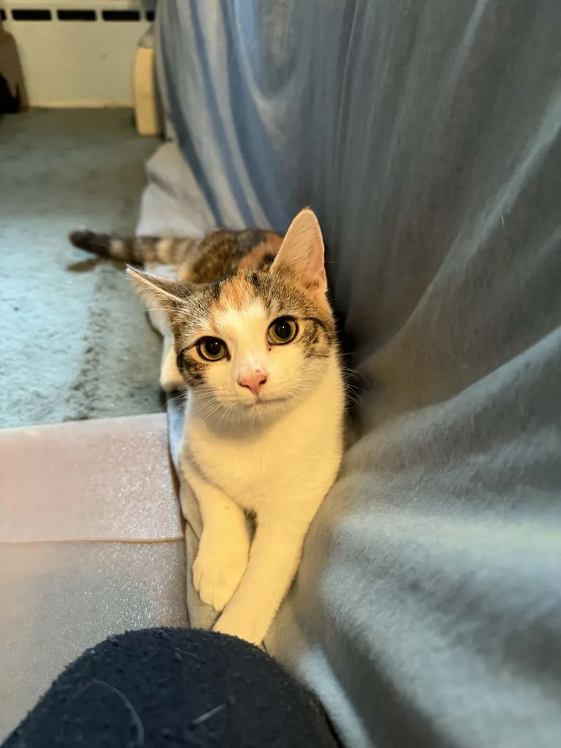A baby medium-sized female Calico Domestic Short Hair cat named Vernita for adoption in Raritan, NJ