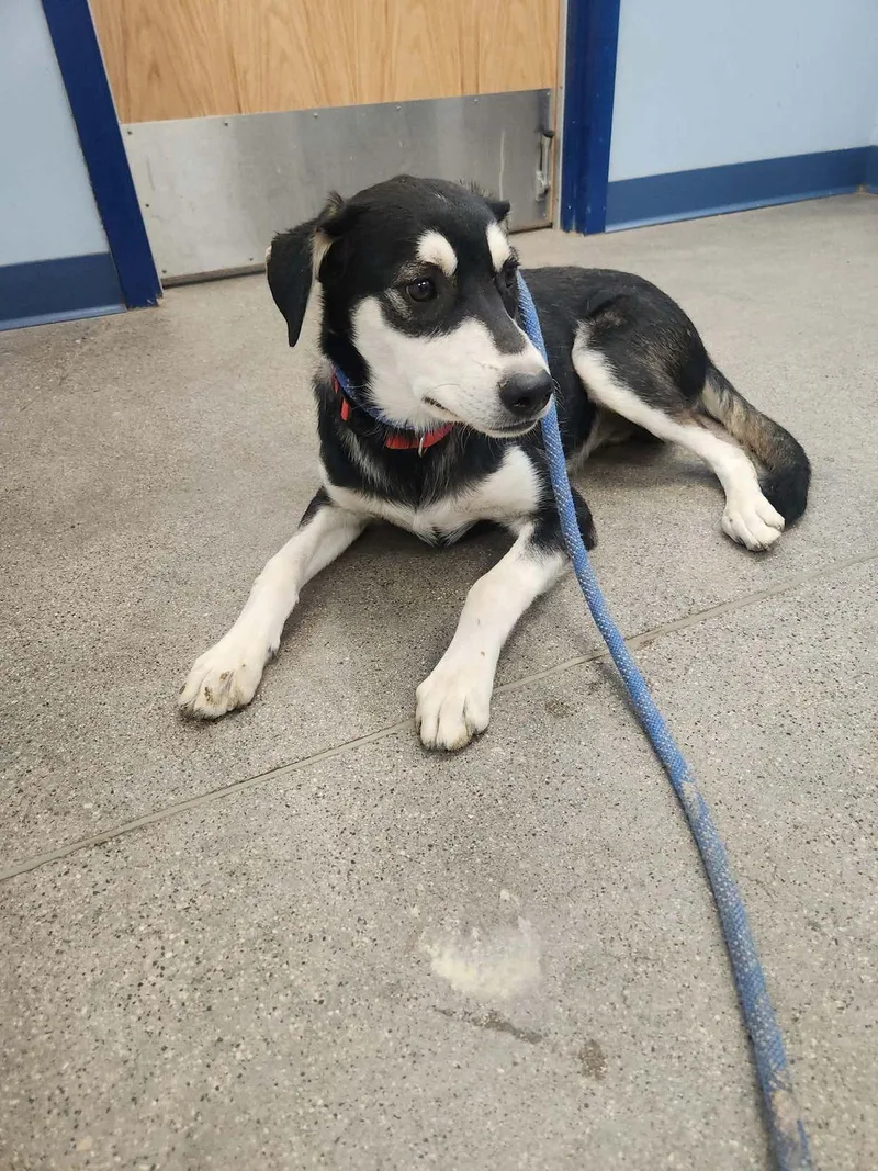 An adult medium-sized male Black Husky dog named Dolf for adoption in Kingman, AZ
