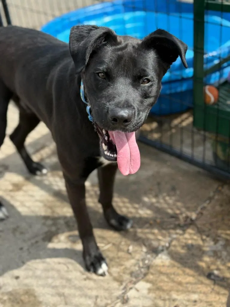 A young large-sized male Mixed Breed dog named Cash for adoption in Savage, MN