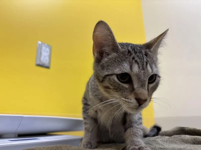 A baby small-sized male Domestic Short Hair cat named Liam for adoption in Raleigh, NC