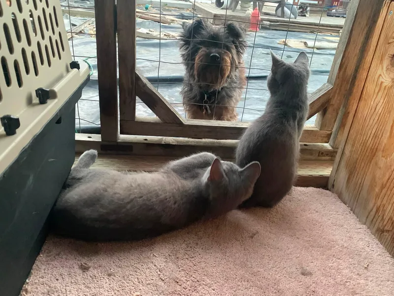 A young medium-sized male Gray / Blue / Silver Domestic Short Hair cat named Freedom for adoption in Hollister, CA