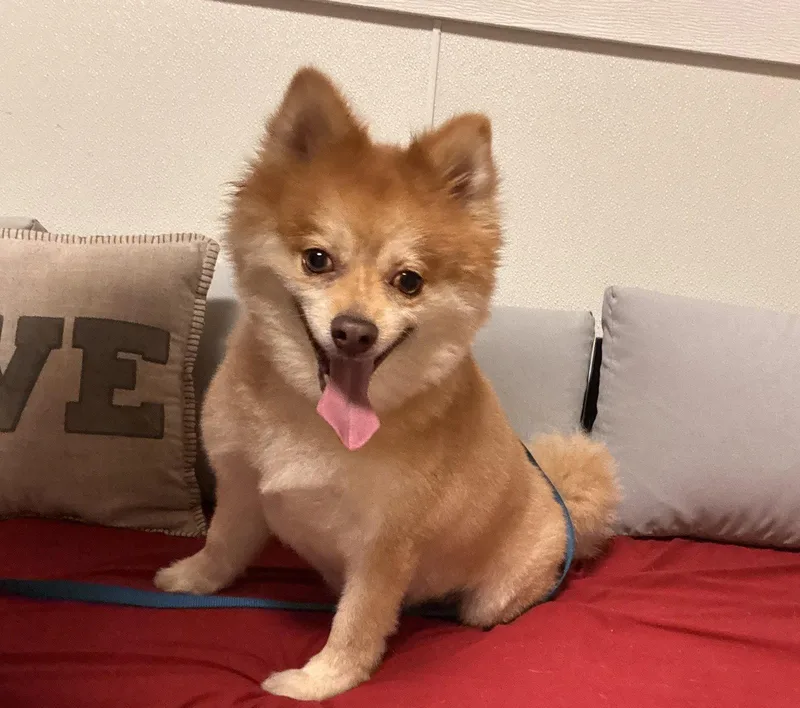 An adult small-sized male Pomeranian dog named Shadow for adoption in Sanford, FL