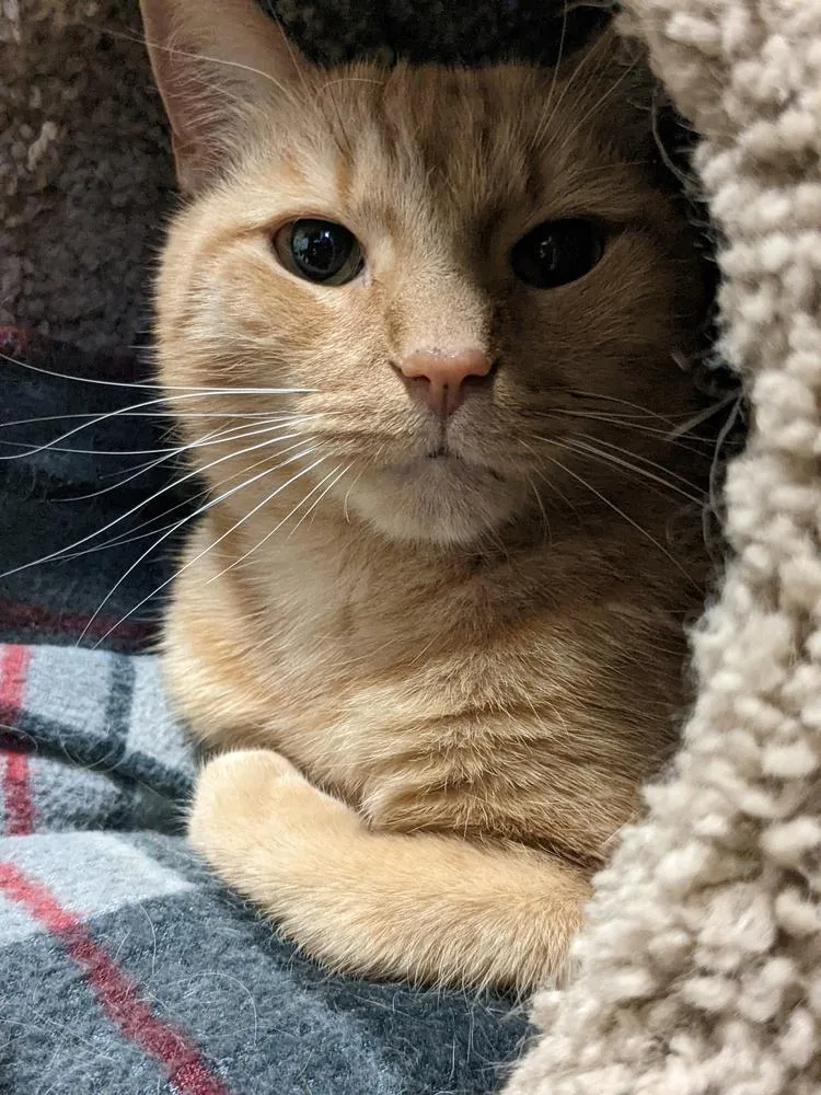 Zeppelin thumbnail 5