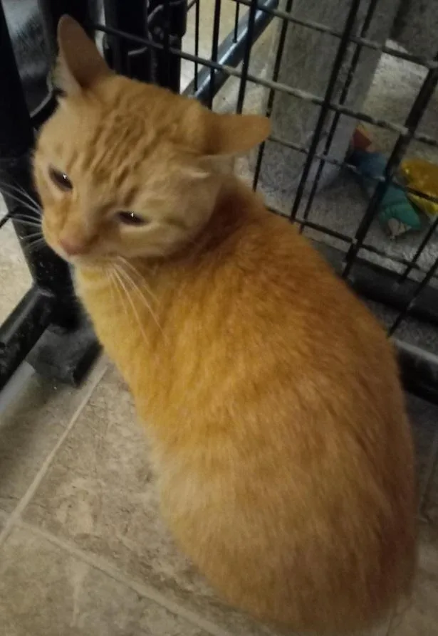 Zeppelin thumbnail 6