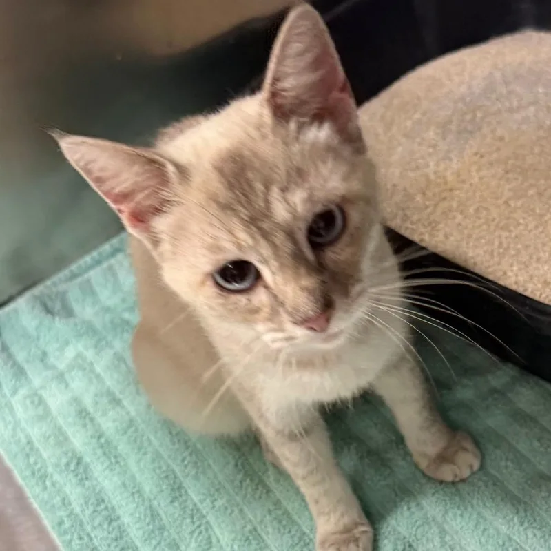 An adult small-sized female Siamese cat named C Pearl for adoption in Franklin, PA