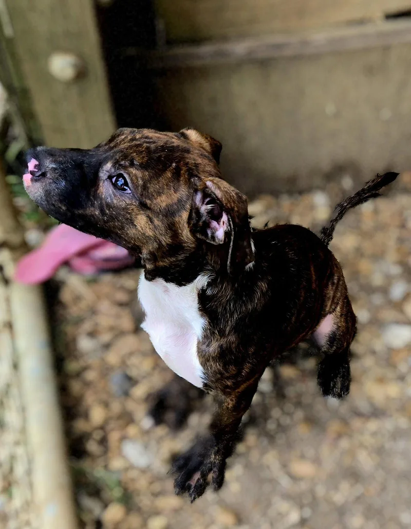 A young large-sized male Bullmastiff dog named Rocko for adoption in Jackson, MS