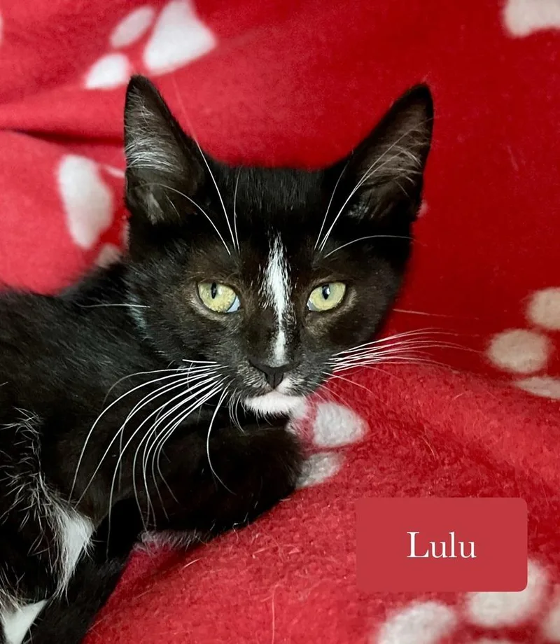 Lulu