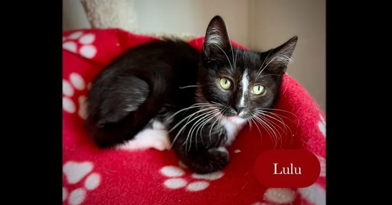Lulu thumbnail 2