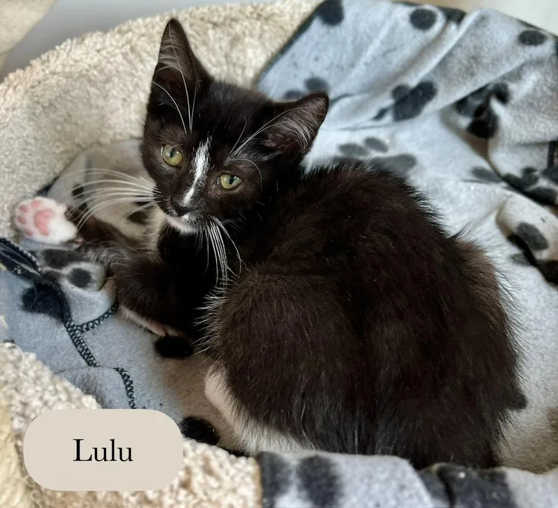 Lulu thumbnail 3