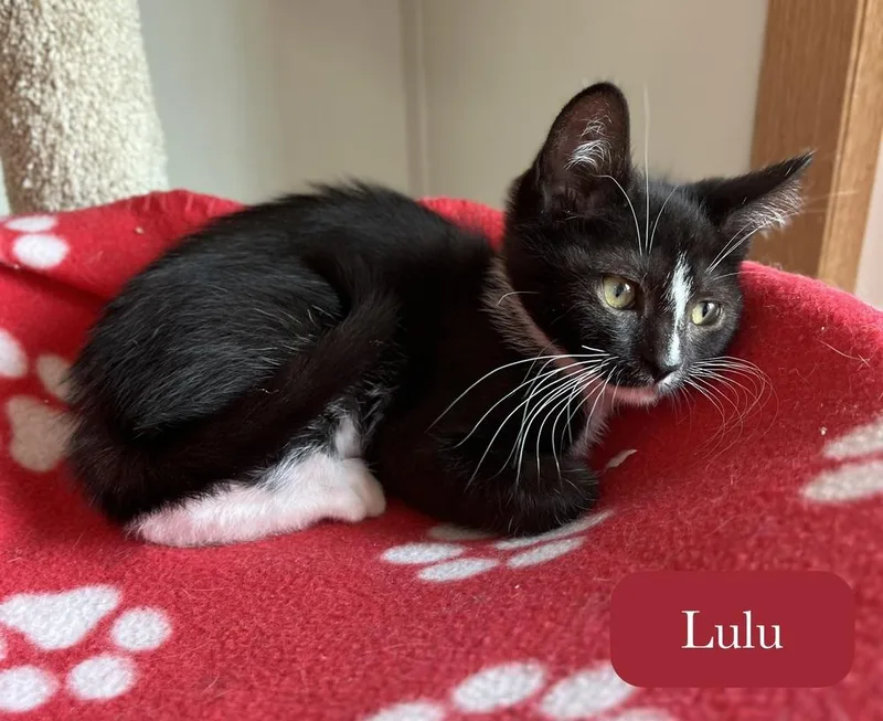 Lulu thumbnail 4