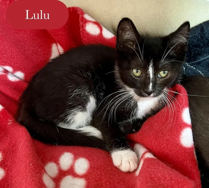 Lulu thumbnail 5