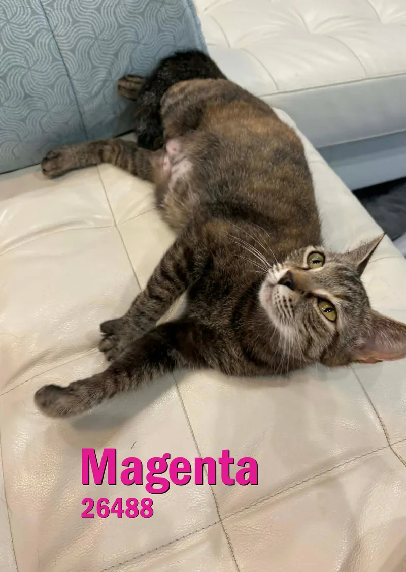 Magenta