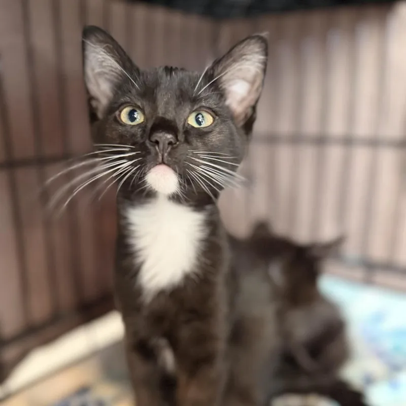 A baby small-sized female Domestic Short Hair cat named Isla Sorna for adoption in Los Angeles, CA