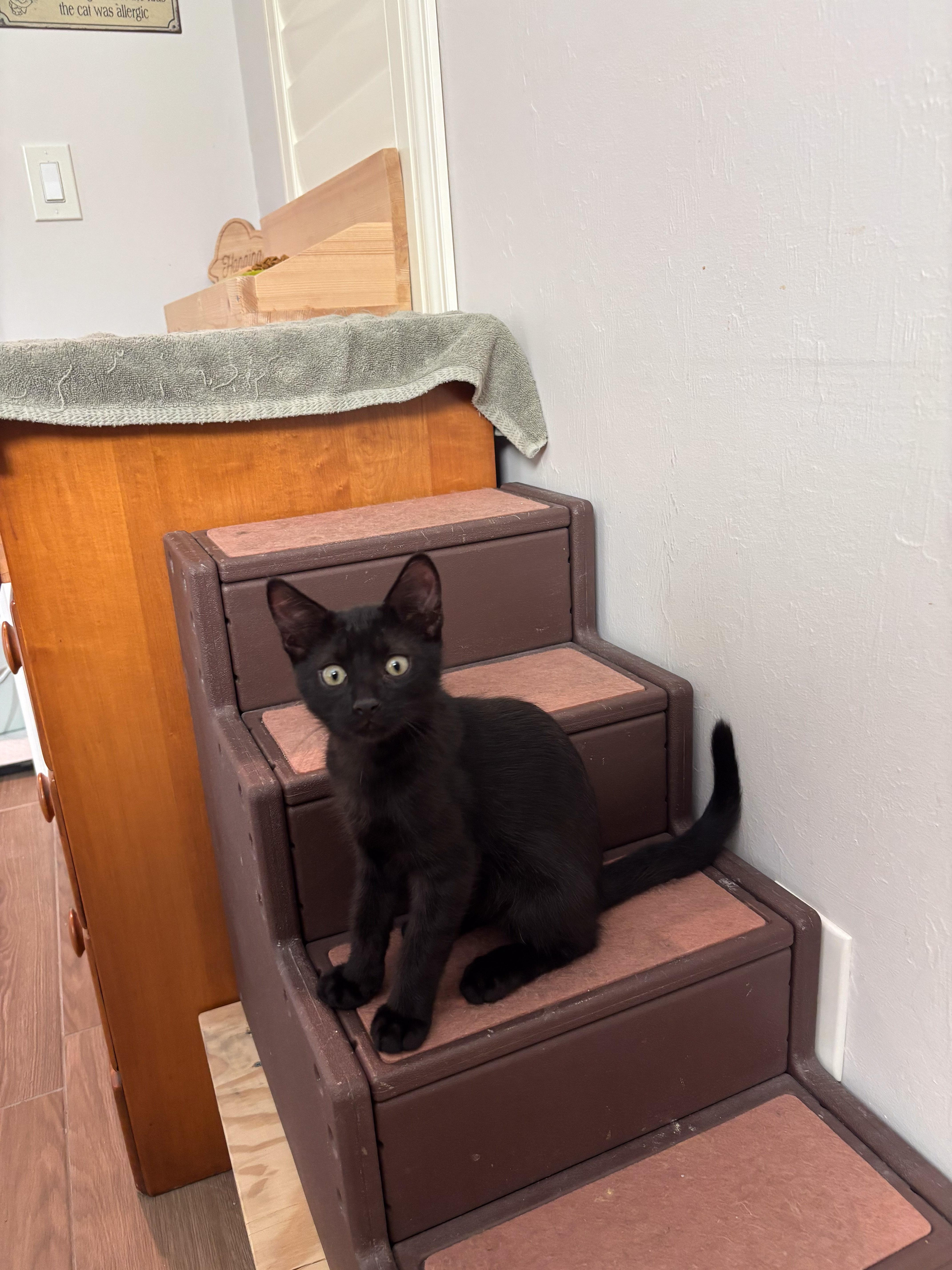 A young medium-sized male Black Domestic Short Hair cat named Neko for adoption in Naples, FL